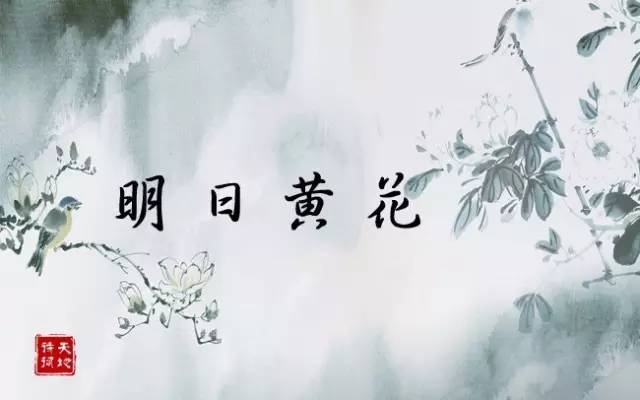 (5)明日黄花