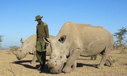 地球上仅剩2头雌性北部白犀牛,它们会灭绝吗?