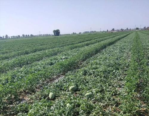 西瓜,甜瓜套种辣椒新模式,一地两收效益高