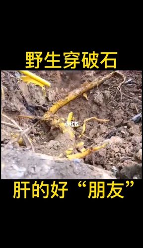 野生穿破石又叫黄龙蜕皮_黄龙怎么样_肝病_医疗健康