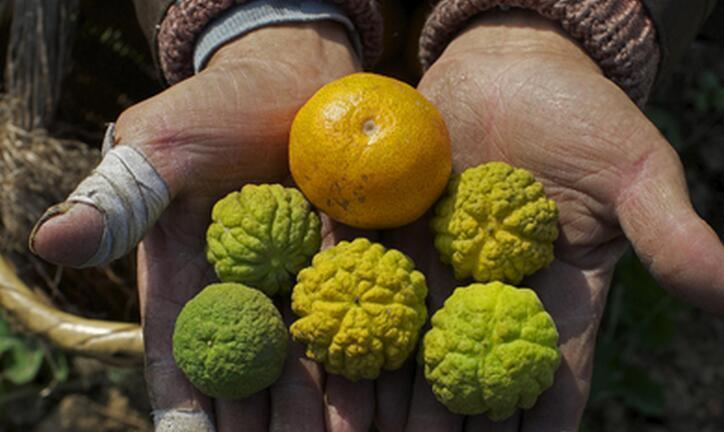 日本福岛核辐射境内发现变异的植物,西红柿,香菇