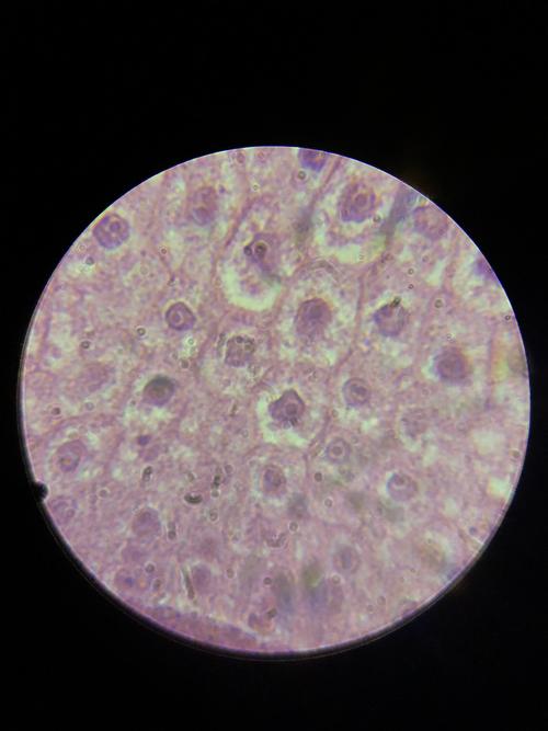 显微镜下的世界——食盐