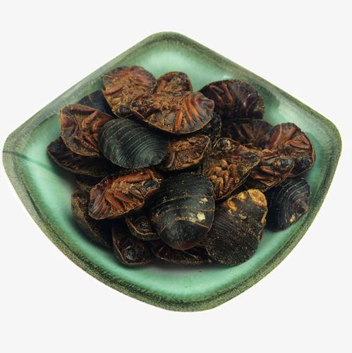 土鳖虫地鳖虫中药材