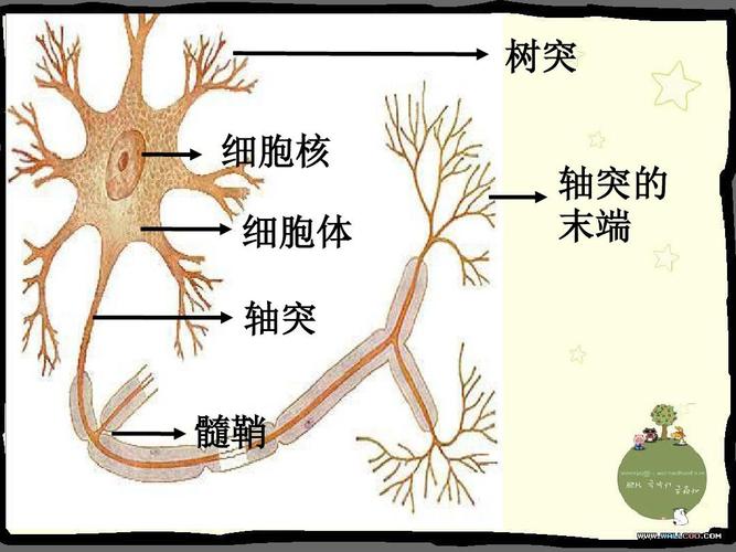 树突 细胞核 细胞体 轴突 髓鞘 轴突的 末端