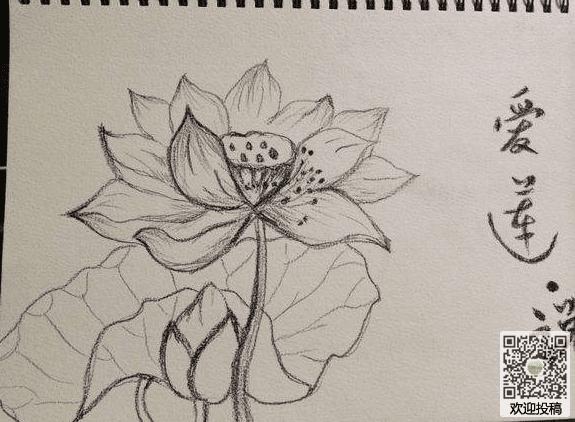 荷花图片大全素描儿童画飞机素描图片大全儿童画