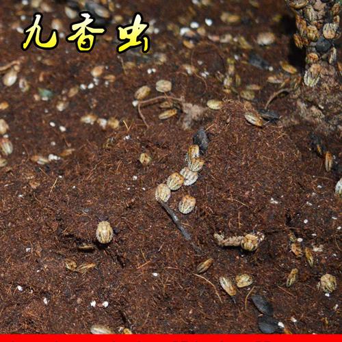 供应九香虫 臭屁虫种苗 免费提供养殖技术 招商加盟 回收产品图片
