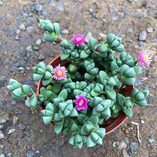 磐阙 上新【会开花】鹿角海棠多肉植物室内花卉绿植肉肉盆栽鲜花辐射