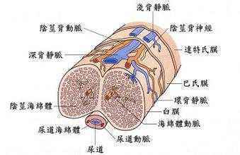 背神经阻断术,真的一切了之吗?