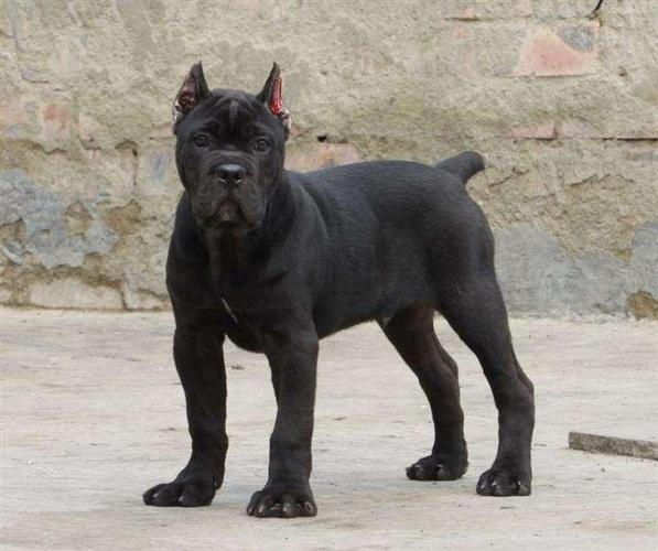 卡斯罗犬为什么剪耳朵?个中缘由为你道来