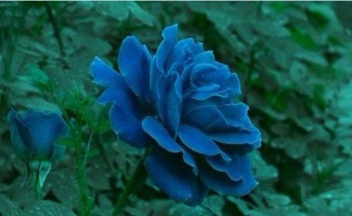 蓝玫瑰和蓝月季 - liuxiaofen104的日志 - 网易博客