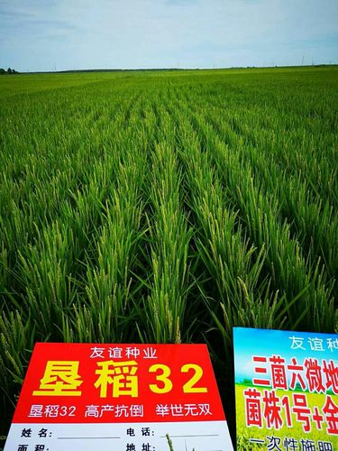 富裕县友谊种业携手倍丰集团2018强力推出圆粒高产新品种《垦稻32》