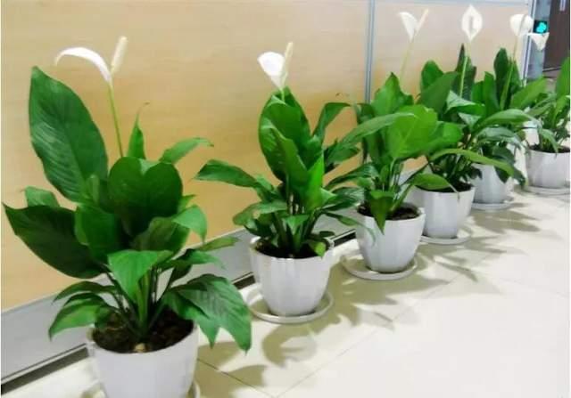 北方室内绿化用什么植物?看这里