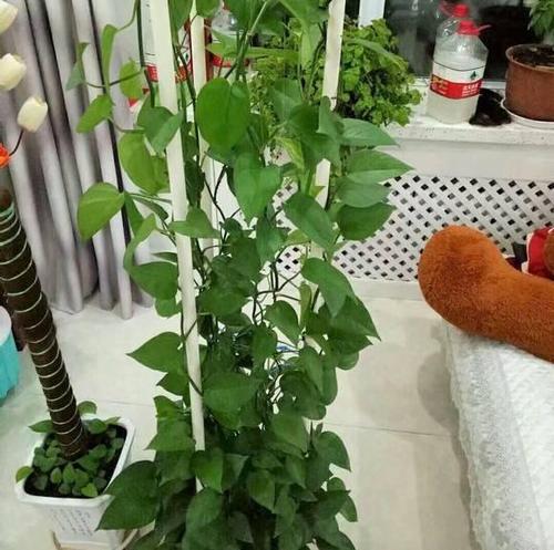 绿萝这样插个棍,叶片长到巴掌大