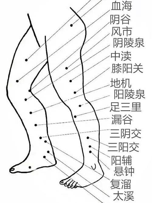 人体腿部穴位图及作用功效_便秘_糖尿病_肠胃_关节炎