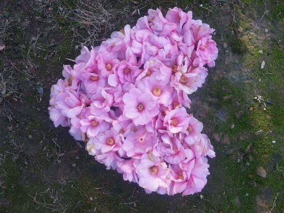 lysimachia grandiflora):是双子叶植物纲,报春花科,珍珠菜属的植物