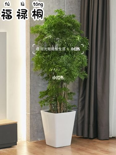 今天给大家介绍8种适合客厅摆放的中大型绿色植物.