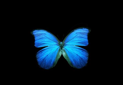 带通道蓝蝴蝶