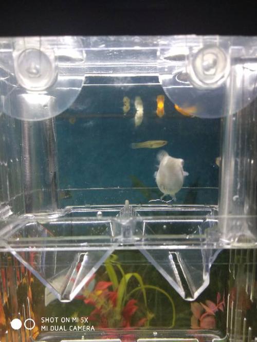 看看皮球鱼是不是快要生了