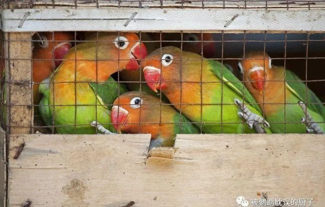 牡丹鹦鹉价格暴跌,棕头牡丹仅5元一只,养殖户:你来拿免费送