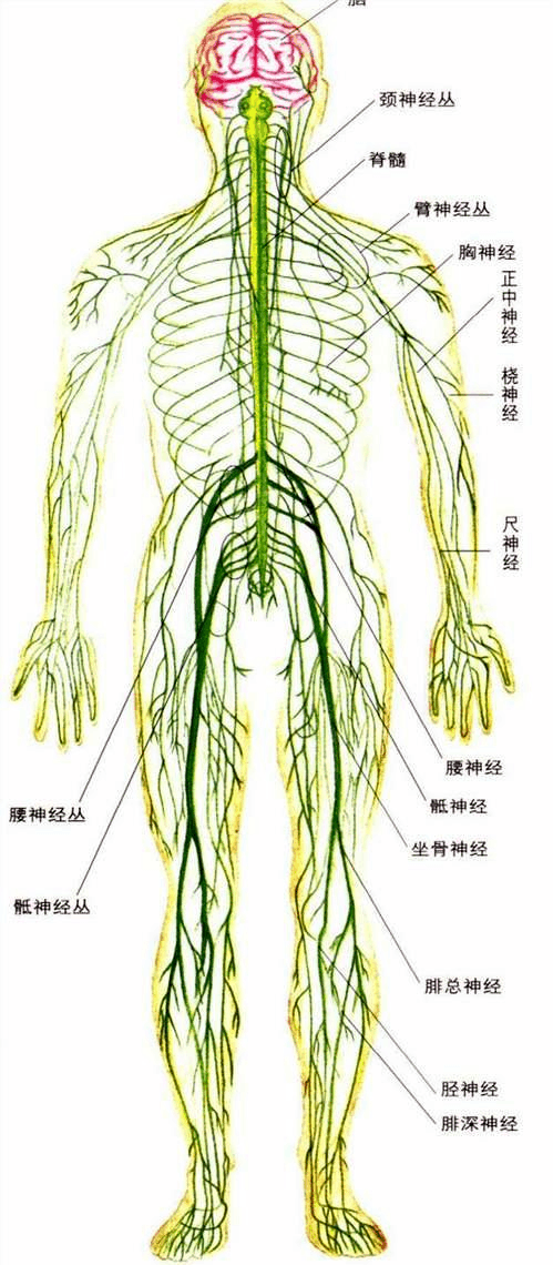 神经系统的组成 人体神经系统的组成