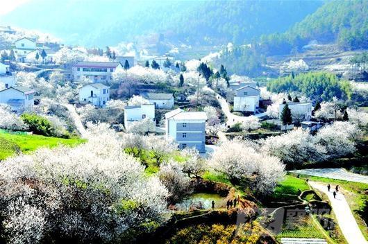 湖北 十堰 郧县樱桃沟 全部资讯  湖北日报讯 阳春三月,郧县茶店镇