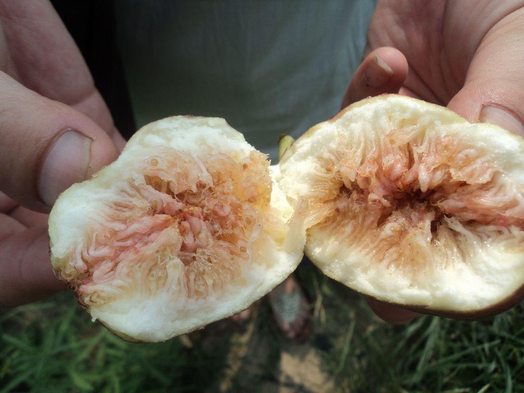 供应玛斯义陶芬无花果苗单果大卖相好无花果种苗