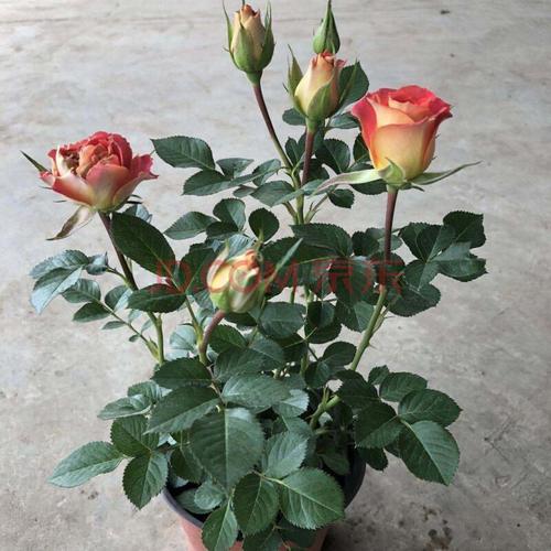 欧洲玫瑰月季(二乔)盆栽带花苞四季开花花卉绿植 二乔