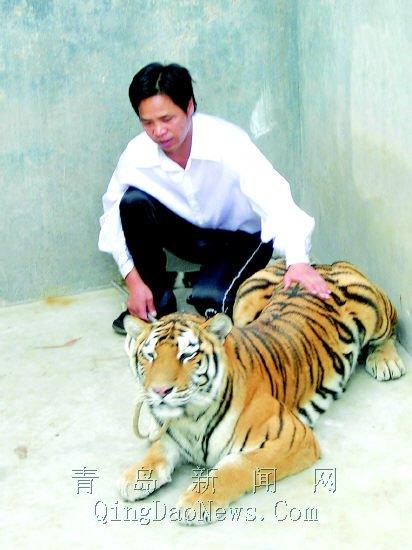 b超解老虎孕情 未怀"狮虎兽"反为脂肪瘤(组图)