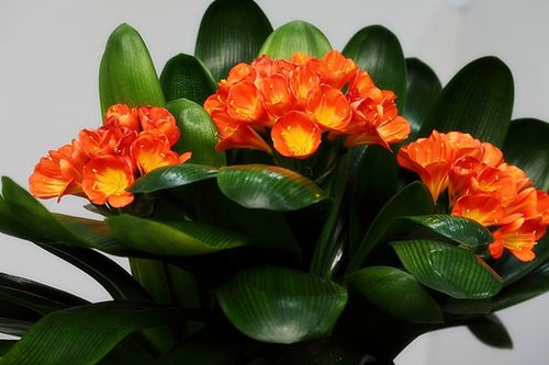 君子兰开花图片