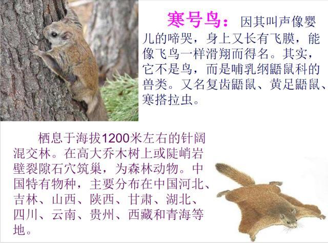 寒号鸟不是鸟,原来小学就学过,很多家长都不知道