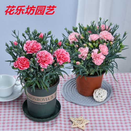2021最新花的图片,2021吉祥花的图片 2021鲜花盆栽康乃馨四季开花石竹花苗带花苞室内阳台
