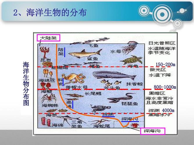 第四章水域生物群