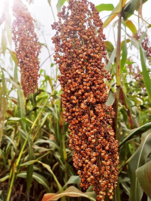 "这批高粱为订单种植,成熟收获烘干后,将交由五粮液集团用于酿酒使用.