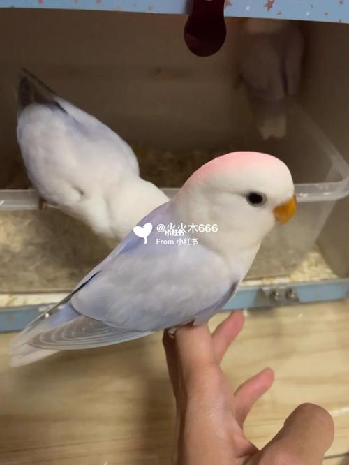 第一次养牡丹鹦鹉雏鸟怎么选?需要做什么?_鹦鹉_牡丹