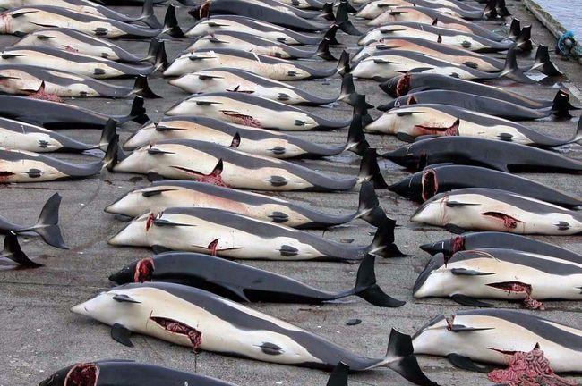 日本人以捕杀鲸鱼为乐趣为何被罚款80亿仍执意要杀有小心思