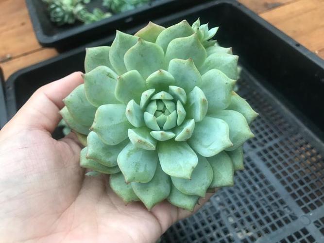 多肉植物 tp 又名蒂比 多肉植物 阳台萌肉肉小盆栽办公室桌面