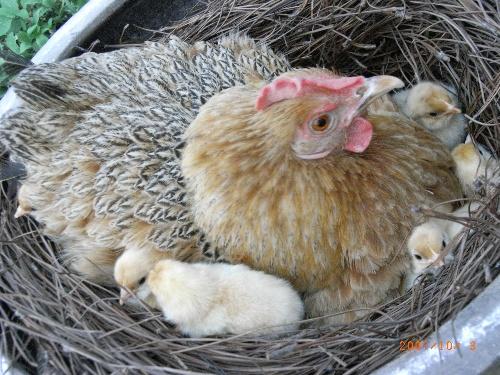 紫金——看母鸡孵小鸡