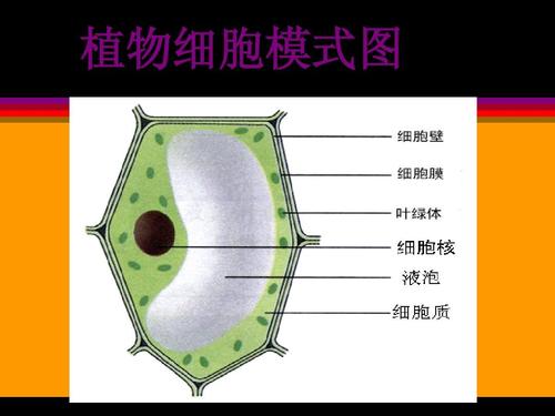 七年级生物观察细胞的结构fishppt