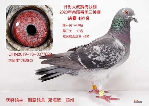 大成公棚决赛第487名 -- 开封大成赛鸽公棚