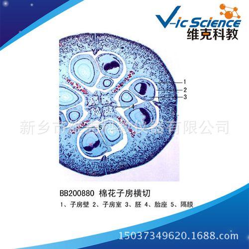 棉花子房横切 生物切片 植物类 花及花的生长 显微镜用