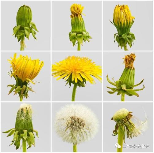 咱们可以和娃聊聊漫天飞舞的蒲公英了|叶子|花瓣|花茎