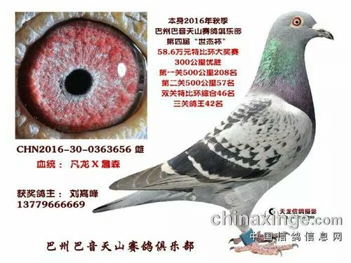 凡龙56