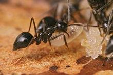 前结蚁属(prenolepis),俗称"奶牛蚁",隶属于蚁亚科,属小型蚂蚁,主要