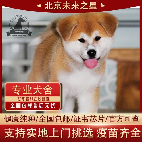 日本赛级双血统纯种秋田犬柴犬幼犬活体秋田忠八公犬北京犬舍