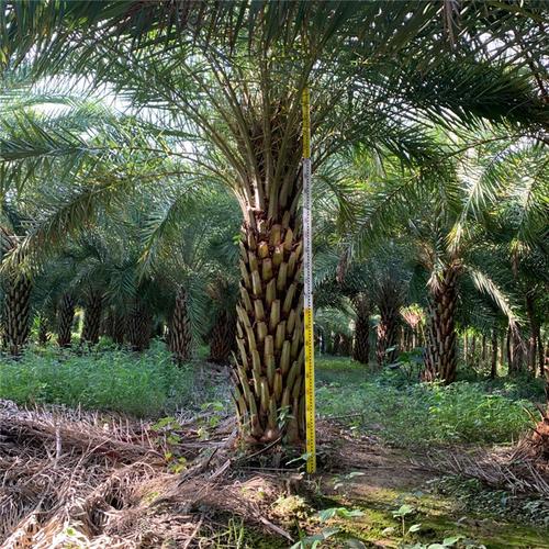 1米树身中东海枣树 漳州供应中东海枣树苗 欢迎整车