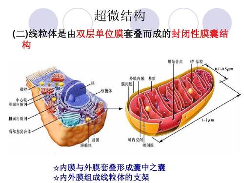 超微结构 (二)线粒体是由双层单位膜套叠而成的封闭性膜囊结 构