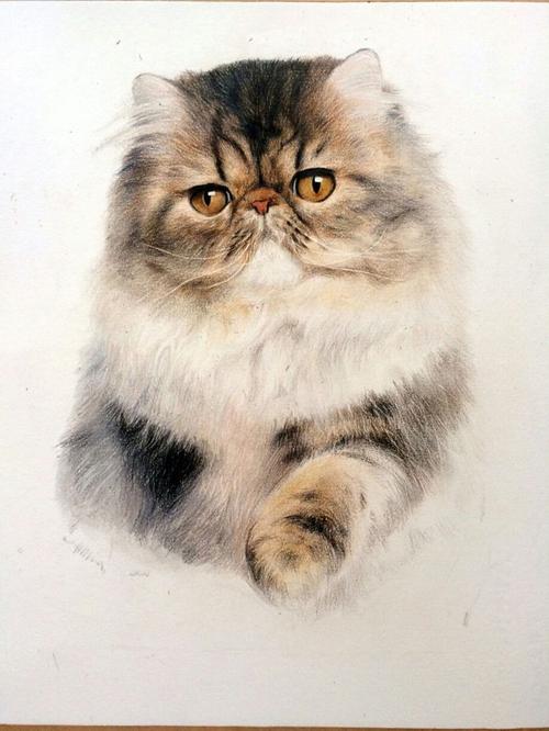 动物 插画 彩铅 猫咪