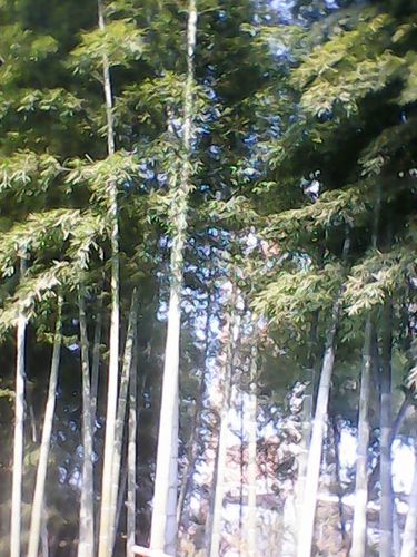 是怎么分别的竹子有公有母?