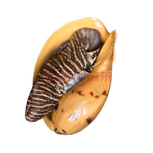 海捕大海螺黄螺椰子螺木瓜螺新鲜大黄螺油螺肉螺活冻 500g(1个1斤)