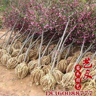 垂丝海棠海棠小苗